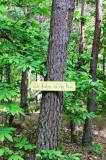 Promenons nous dans les bois 30 * 5184 x 3456 * (8.72MB)